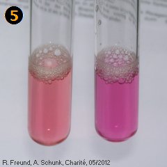 Experiment des Monats