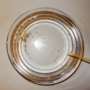 Experiment des Monats